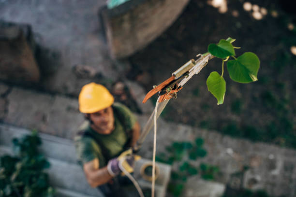 Best Arborist Consultation Services  in Port Orange, FL